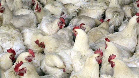 are chickens raised in the us and processed in china